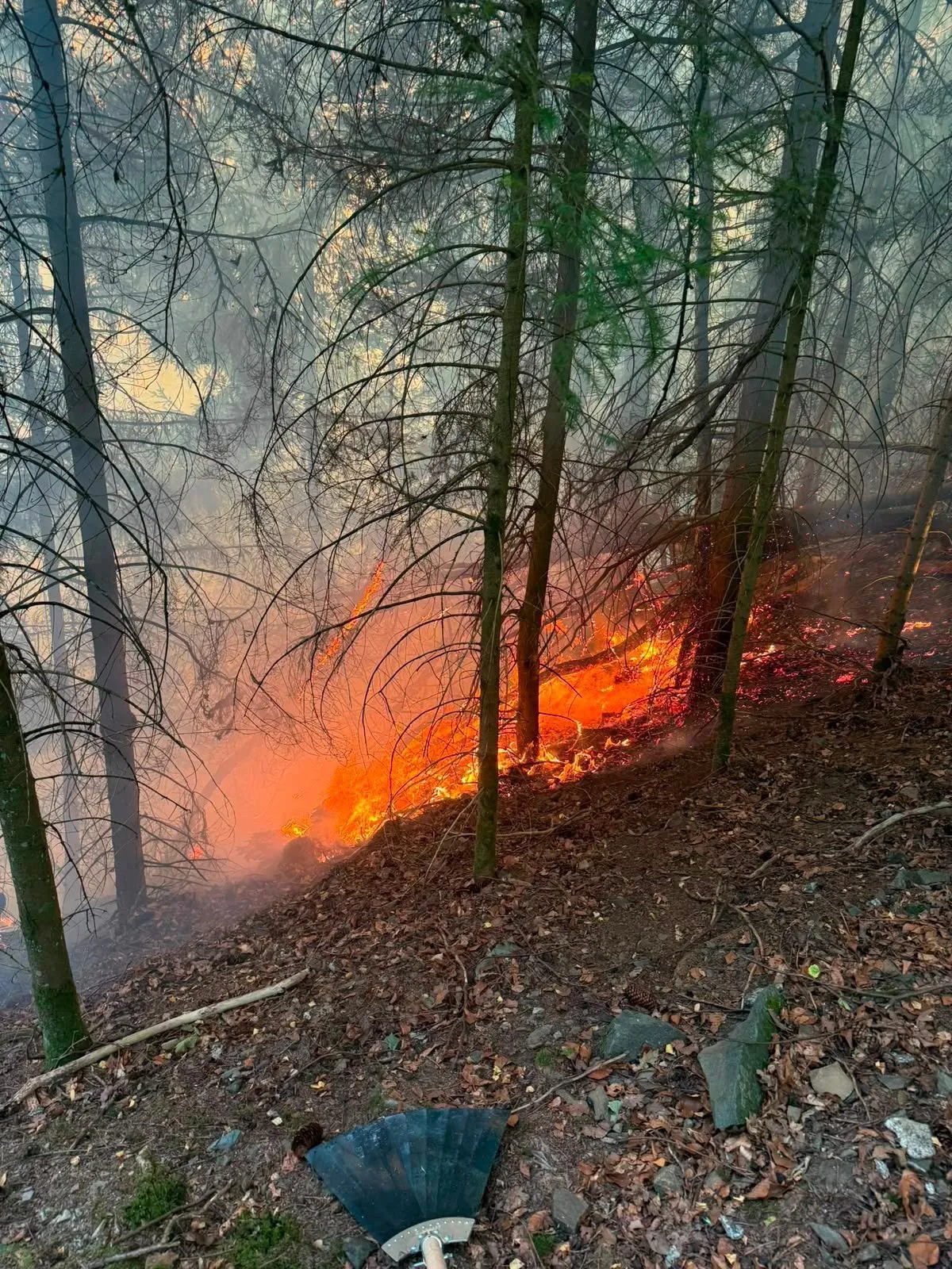 Vegetationsbrand-Taktik: die Grenzwerte, an denen die Entscheidung fällt